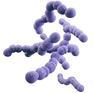 Group A Streptococcus Bacteria