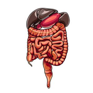 Intestine Liver