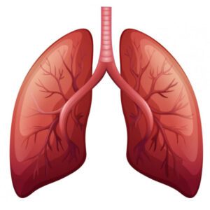 Lungs