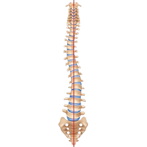 Spinal-cord